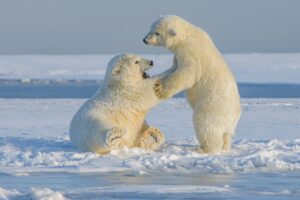 удивительные факты о белых медведях