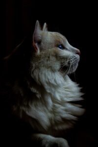 факты о кошках для детей