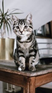 факты о кошках для детей