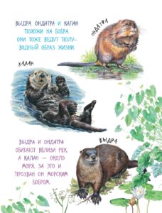 Про птиц и зверей - Снегирев