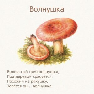 стихи для детей про грибы