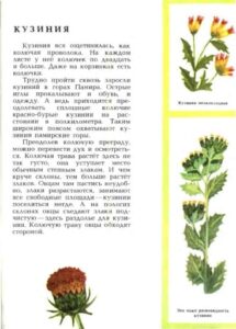 Алексей Смирнов, «Цветок солнца» (1989)