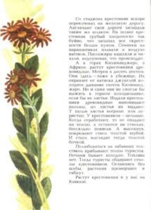 Алексей Смирнов, «Цветок солнца» (1989)