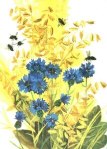 Алексей Смирнов, «Цветок солнца» (1989)