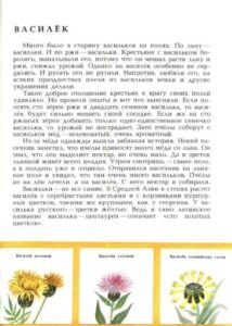 Алексей Смирнов, «Цветок солнца» (1989)